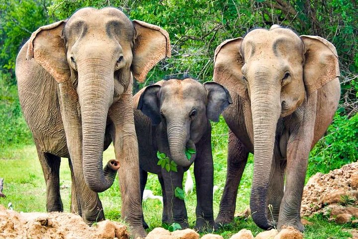 Yala National Park Safari from Udawalawe - Photo 1 of 7